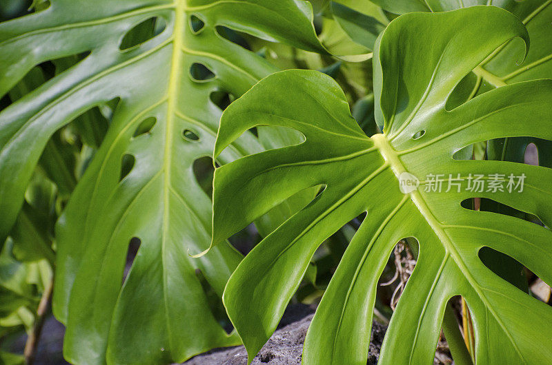 裂叶philodendron, Monstera deliciosa